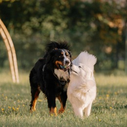 Pet Friendly two dogs play in a park