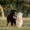 two dogs play in a park